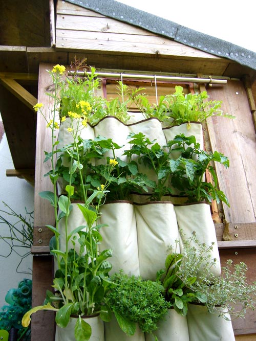 Hướng dẫn cách trồng rau sạch trong túi vải